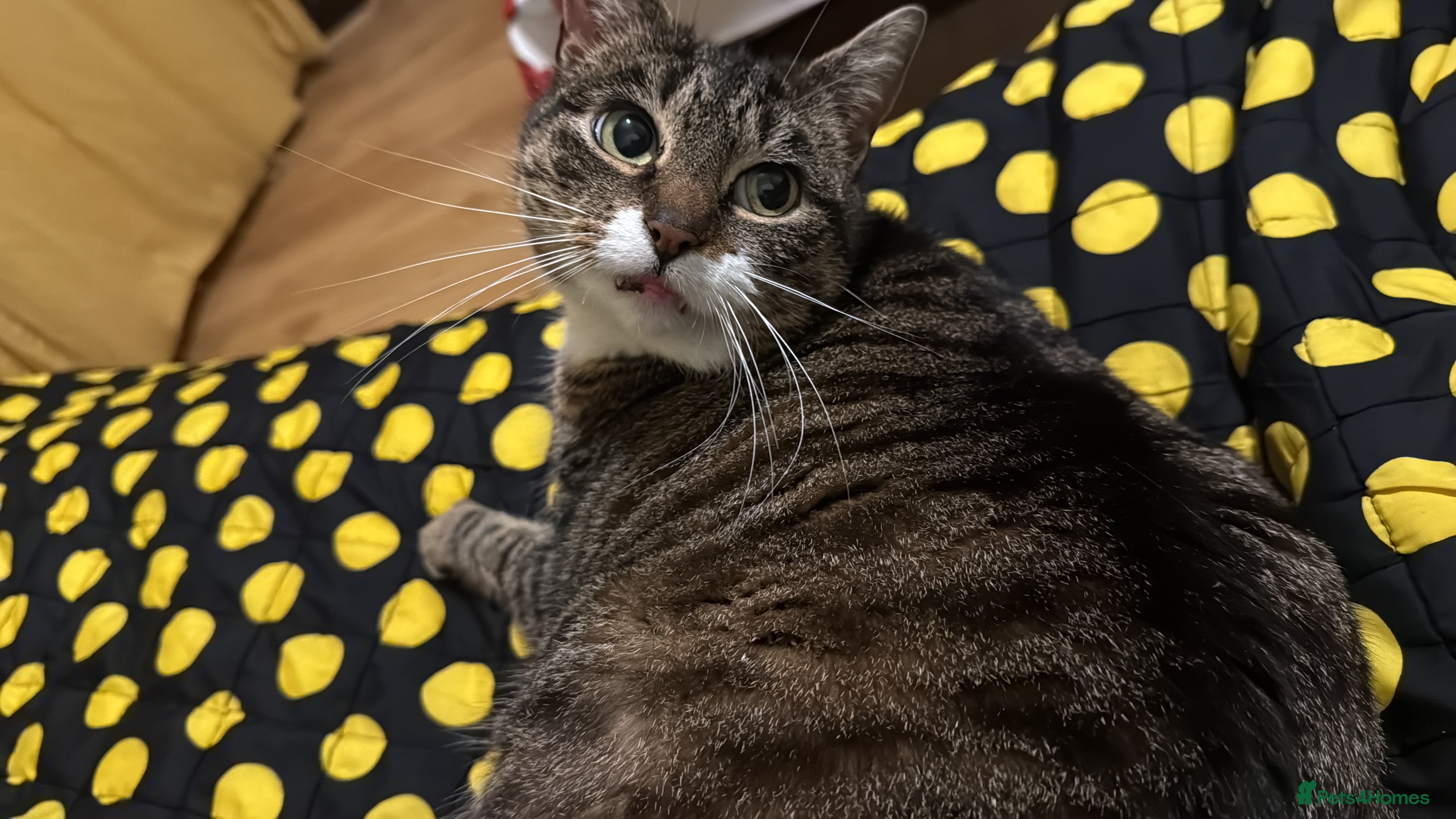 European cats 2 young cats looking for a home !!  - Advert 2