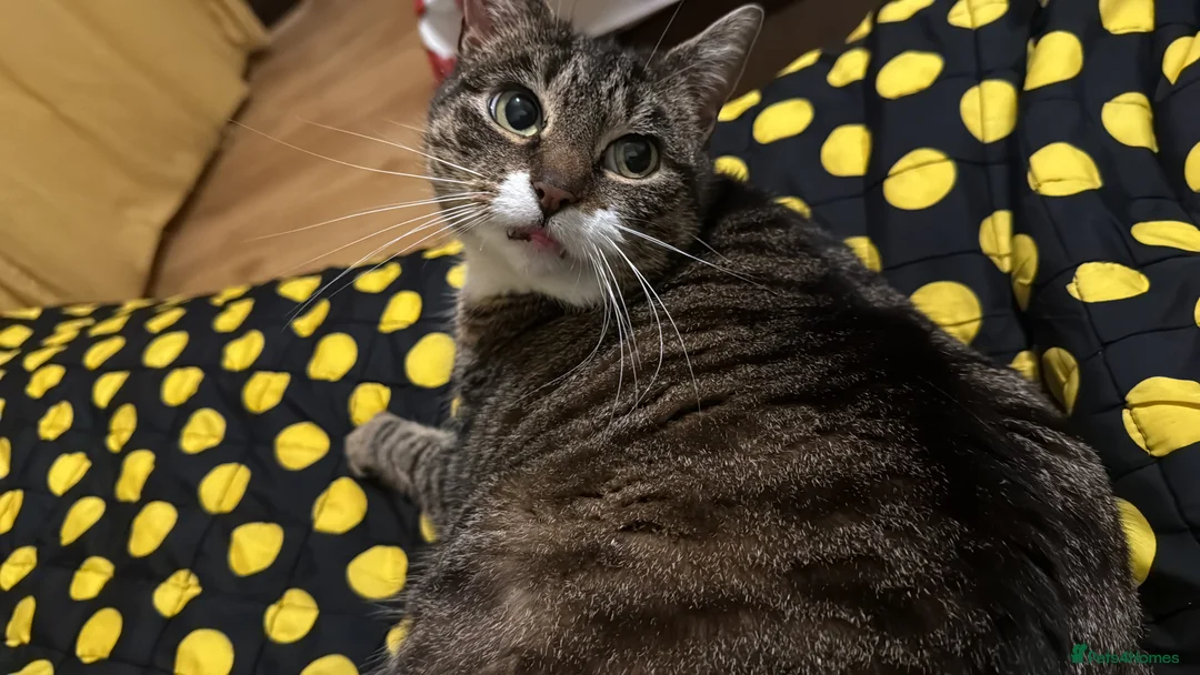 European cats for sale: 2 young cats looking for a home !!  - Advert 1