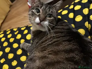 European cats 2 young cats looking for a home !! - Advert 2