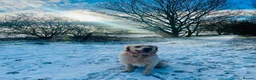 Golden Retriever dogs for sale: 2 year old golden retriever  in March - Advert 6