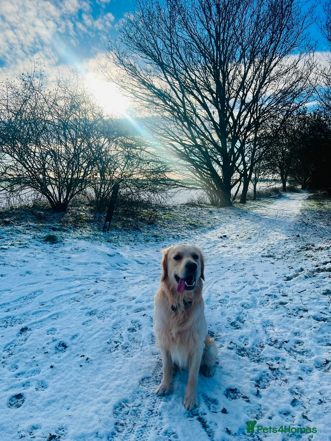 Golden Retriever dogs for sale: 2 year old golden retriever  in March - Advert 6