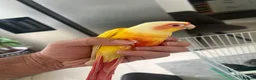 Conures birds for sale: Hand-Reared Baby Conures, Quakers & ringnecks - Advert 5