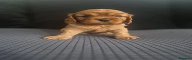 Cavalier King Charles Spaniel 2