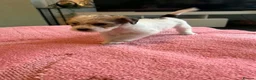 Mixed Breed dogs for sale: Fox terrier cross puppies - Advert 22