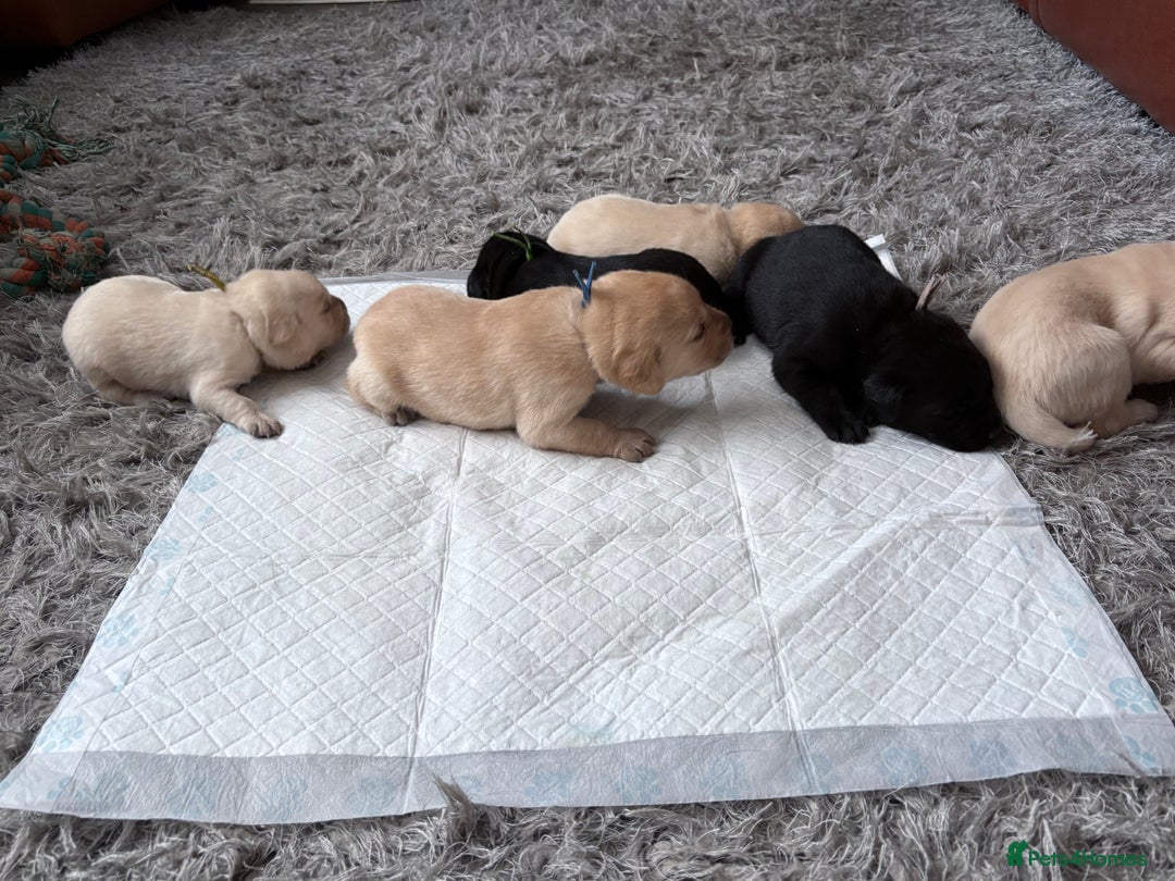 Labrador Retriever dogs for sale: Labrador pups - Image 16