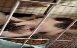 Domestic Shorthair cats for sale: Ziggy, zeke and zane, rescued kittens🥰 - Image 4