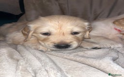 Golden Retriever dogs for sale: Beautiful KC Golden Retriever Babies  - Image 19