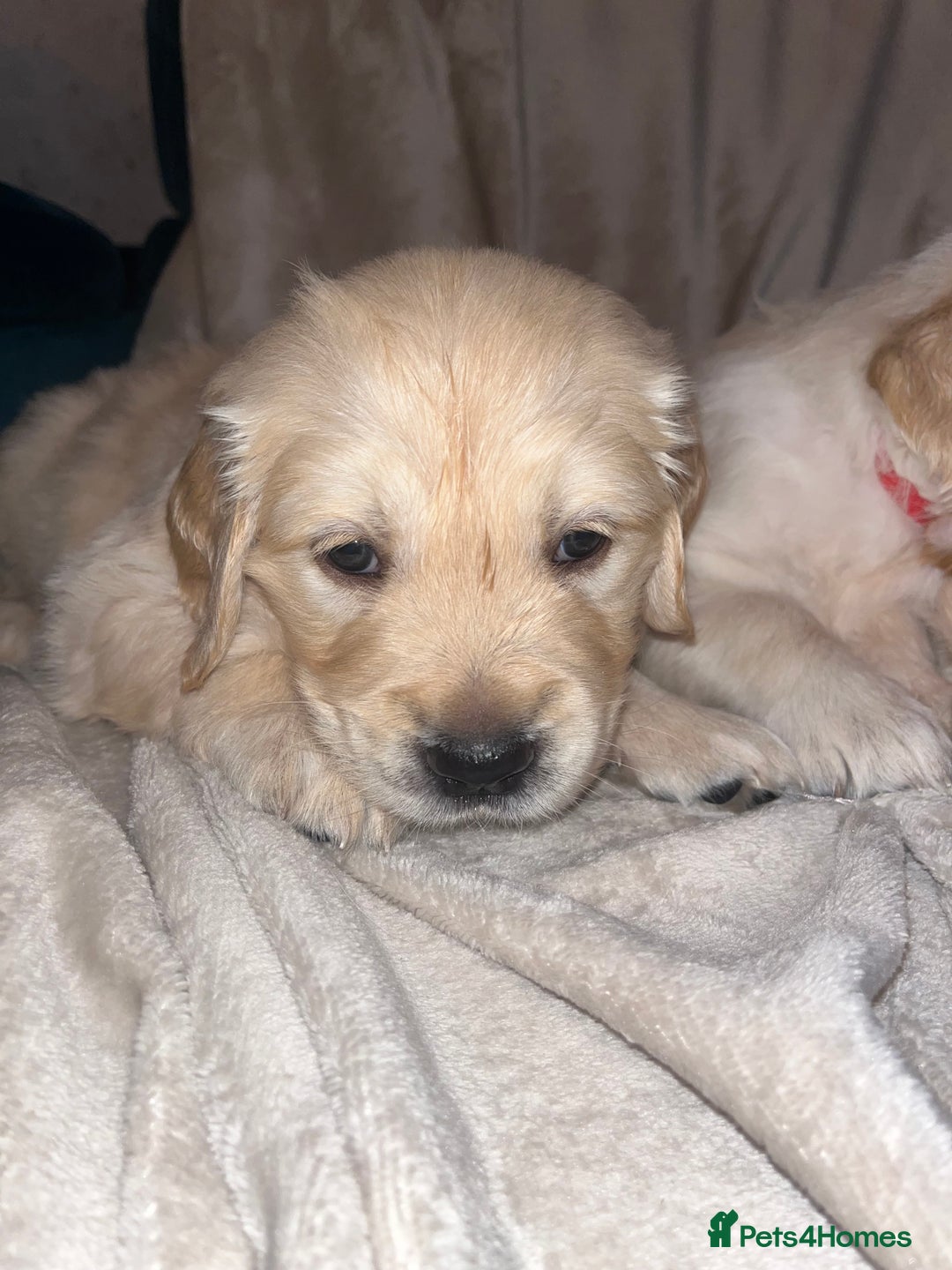 Golden Retriever dogs for sale: Beautiful KC Golden Retriever Babies  - Image 19