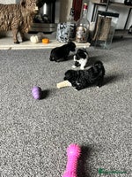 Mixed Breed dogs Maltese cross Chinese crested puppies for sale - Advert 5