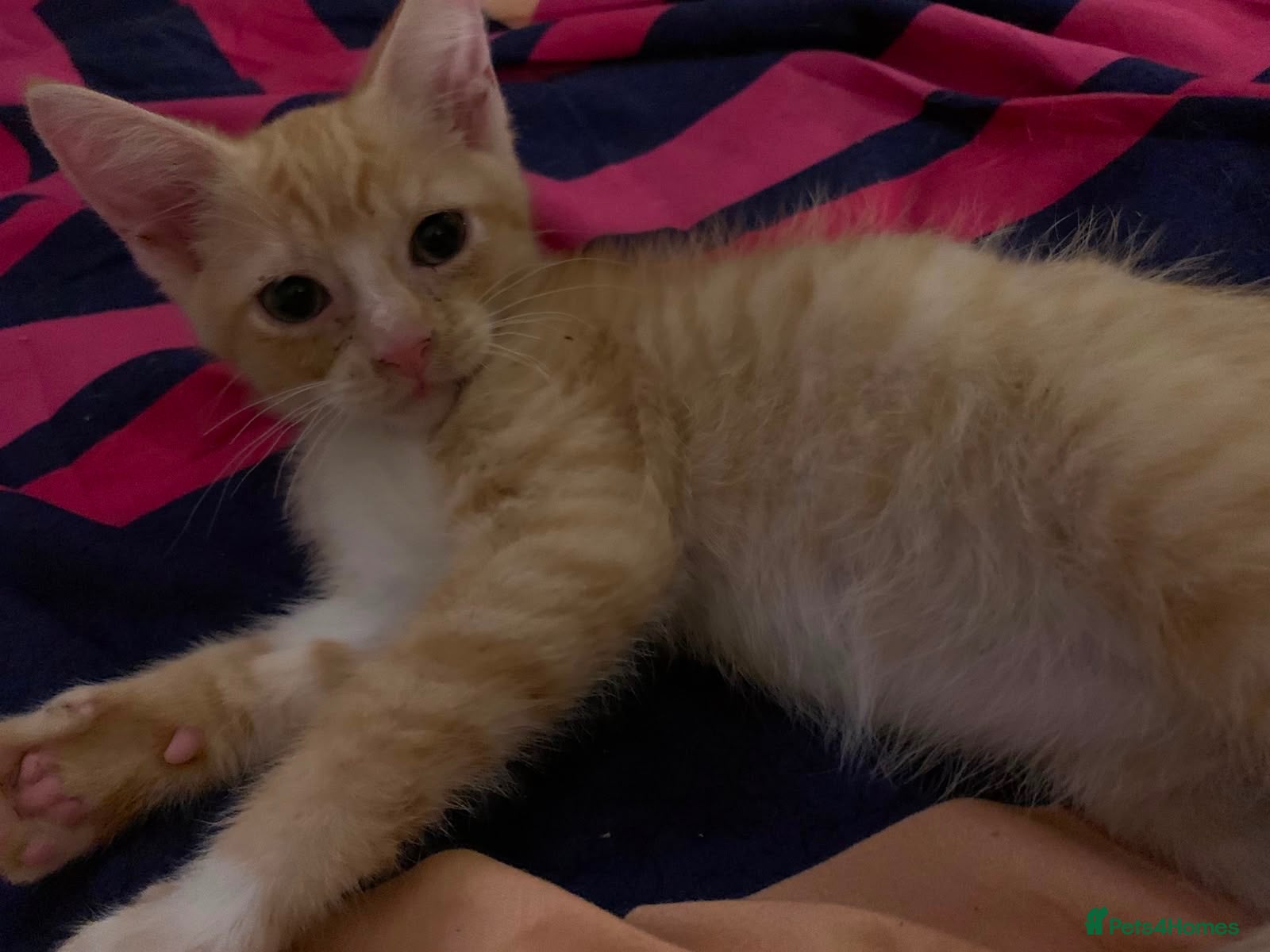Mixed Breed cats Ragdoll Shpynx kittens - Advert 4