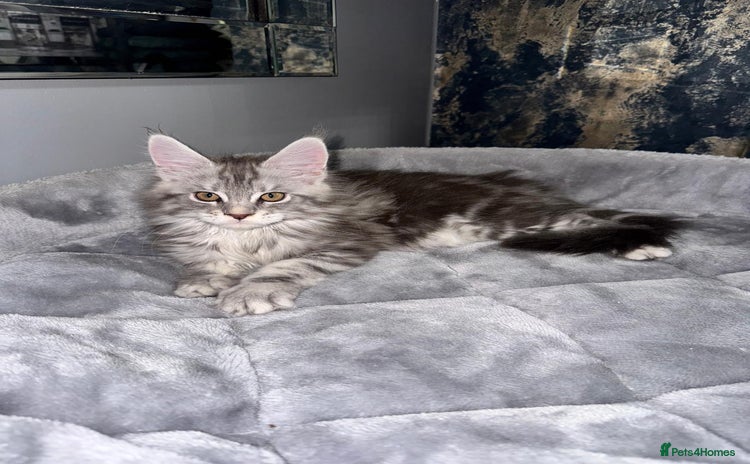 Maine Coon cats - Advert 6