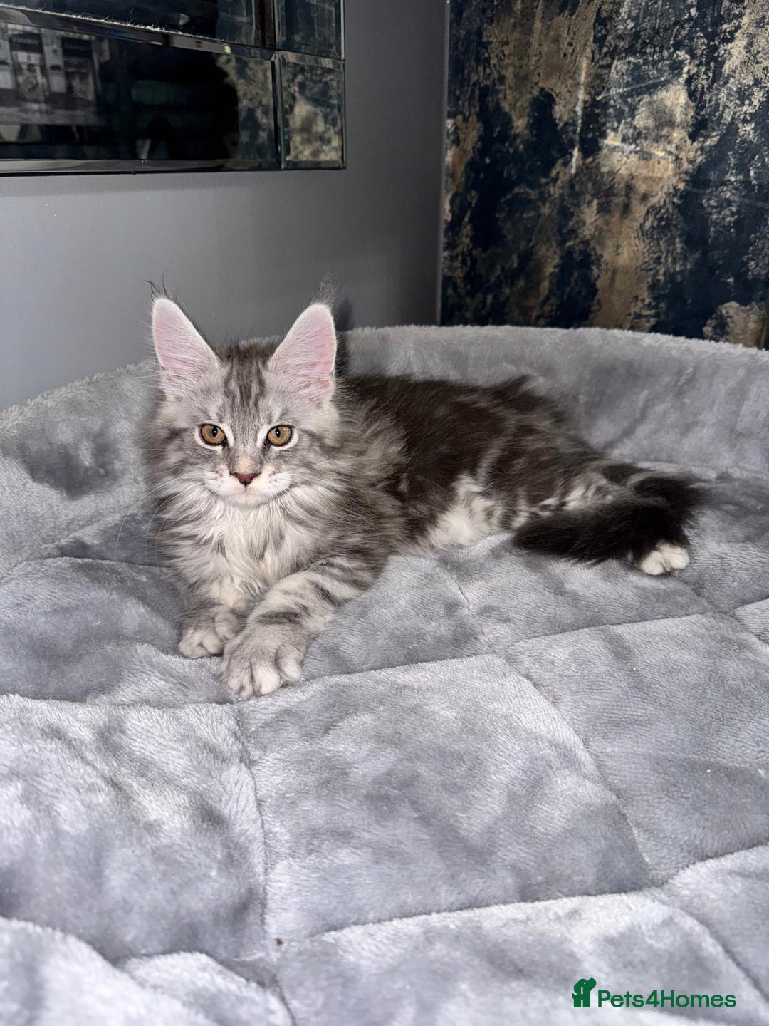Maine Coon cats for sale: Stunning Maine Coon Girl Kittens Ready Now  - Image 1