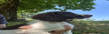 English Springer Spaniel 1