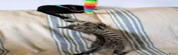 Bengal cats for sale: Friendly Adorable Bengal kittens  - Advert 22