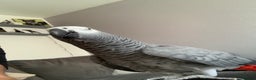 Parrots birds for sale: Our 2 loving African greys  - Advert 20