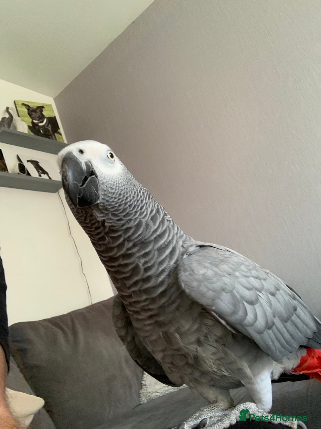 Parrots birds for sale: Our 2 loving African greys  - Advert 20