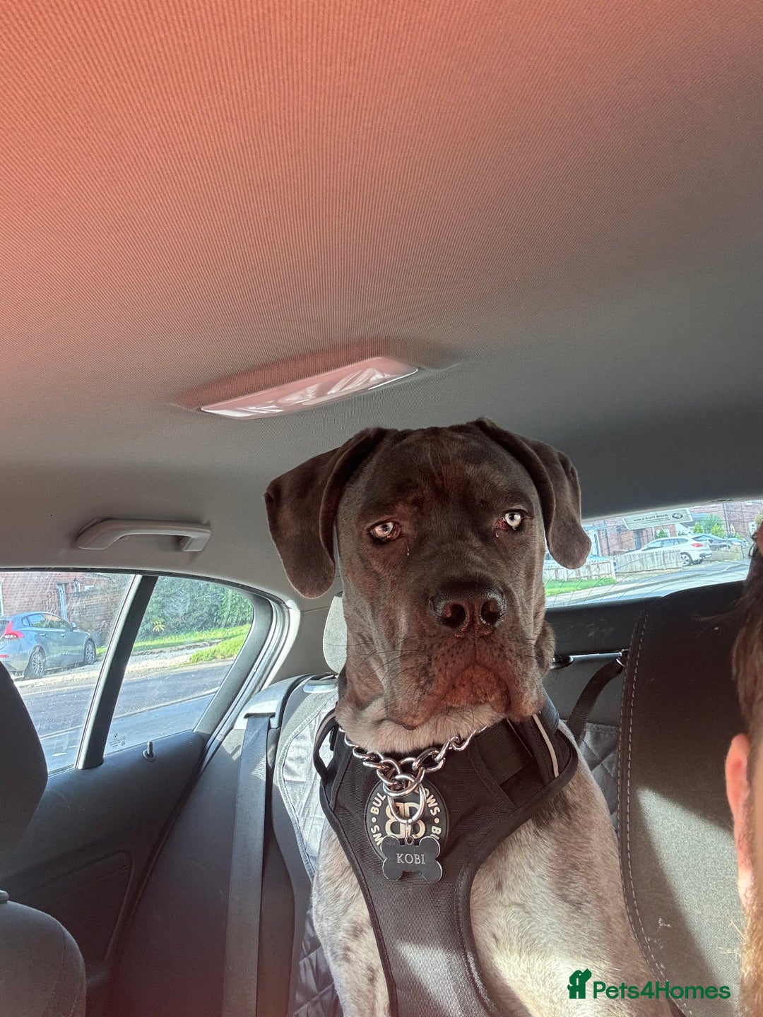 Mixed Breed dogs for sale: Cane Corso x Great Dane  - Advert 16