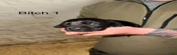 Cockerdor dogs for sale: ⭐ Exceptional Cockerdor Puppies ⭐ - Advert 11