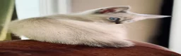 Oriental cats for sale: Stunning Oriental Ragdolls  - Advert 8