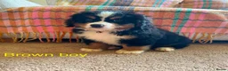 Bernese Mountain Dog dogs for sale: Beautiful Bernese Mountain pups available  in Carmarthen - Advert 15