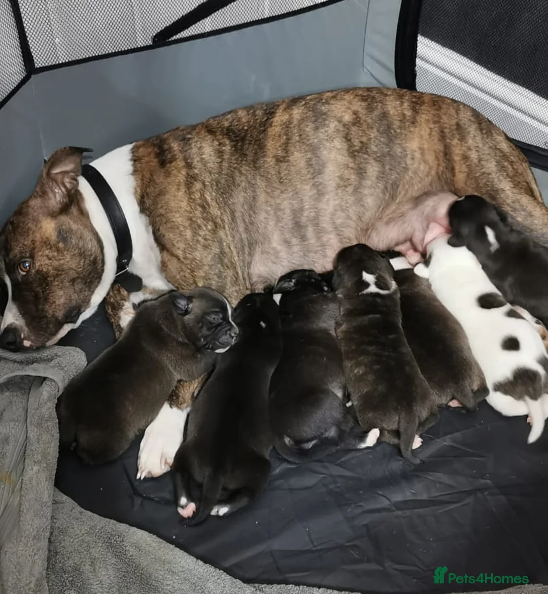 Staffordshire Bull Terrier dogs for stud: Proven Staffordshire Bull Terrier for stud in Farnborough - Advert 15