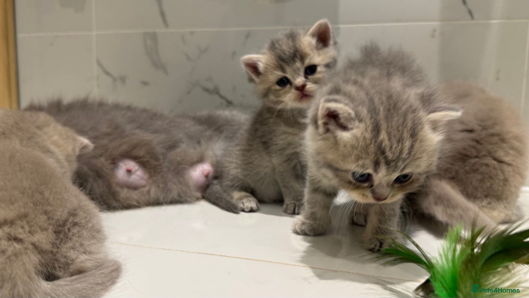 Scottish Fold cats for sale: Pedigree Scottish fold and straight kittens - Image 9
