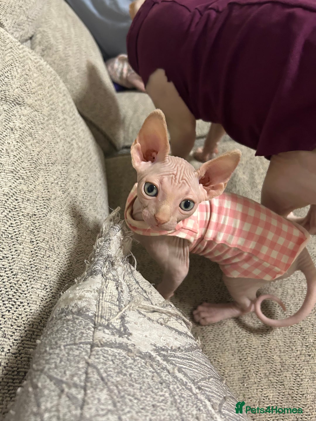 Sphynx cats for sale: Sphynx boy - Advert 3