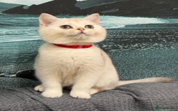 British Shorthair cats for sale: Stunning BSH golden/silver Kittens TICA - Advert 7