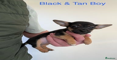 Jack Russell dogs 🌈 Jack Russells 🌈 - Advert 9