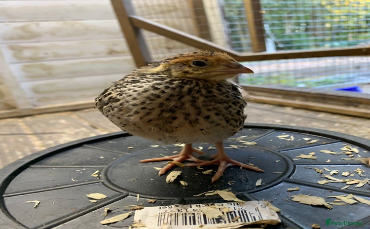 Quail poultry - Advert 1