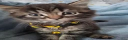 Mixed Breed cats for sale: 3x Beautiful maincoone cross kittens - Advert 20