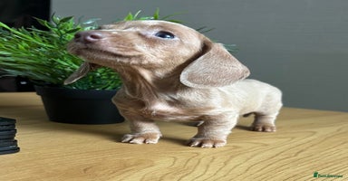 Miniature Dachshund dogs - Advert 14