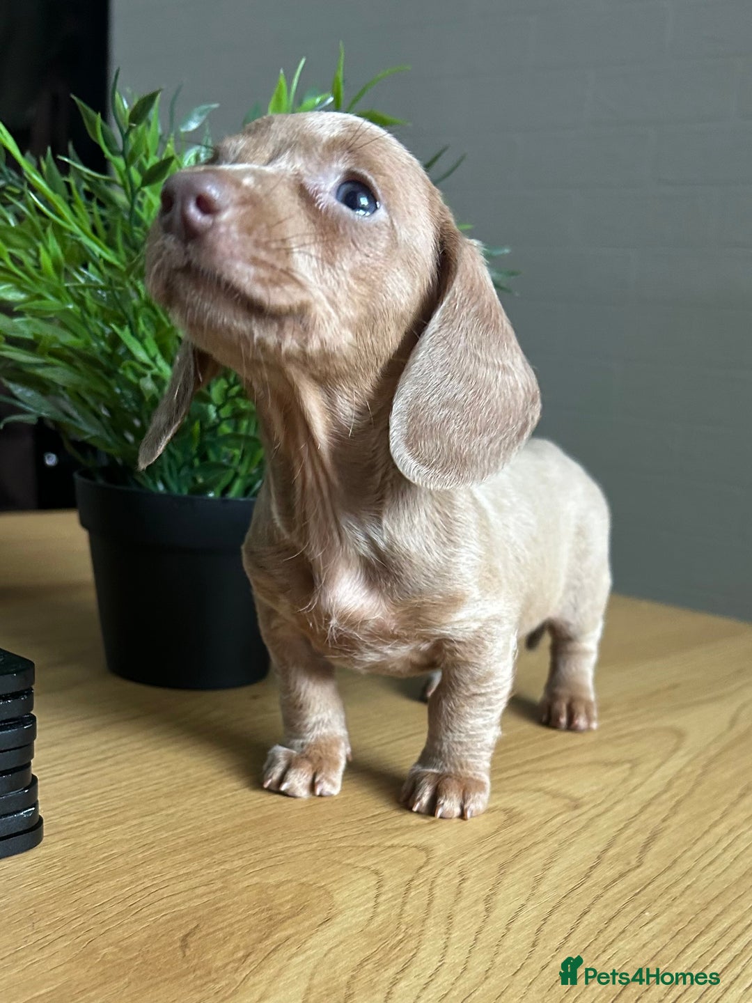 Miniature Dachshund dogs for sale: Perfecf kc true miniature dachshunds - Image 1