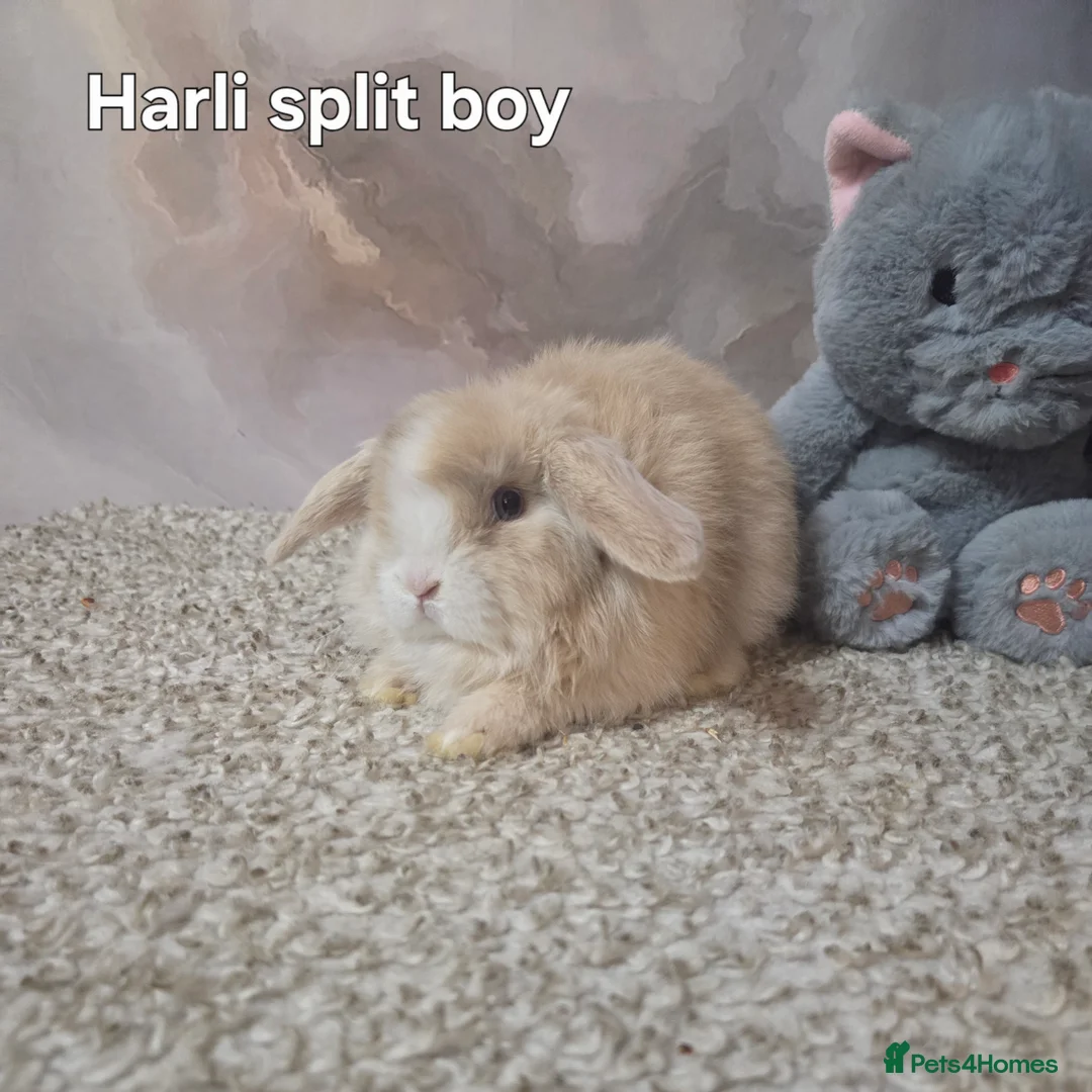 Mini Lop rabbits for sale: PURE MINI LOP BUNNIES ( All COLOURS) - Advert 4