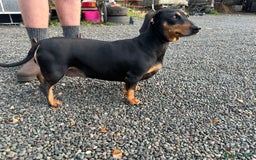 Dachshund dogs for sale: Fiona is looking for a new home! - Image 3