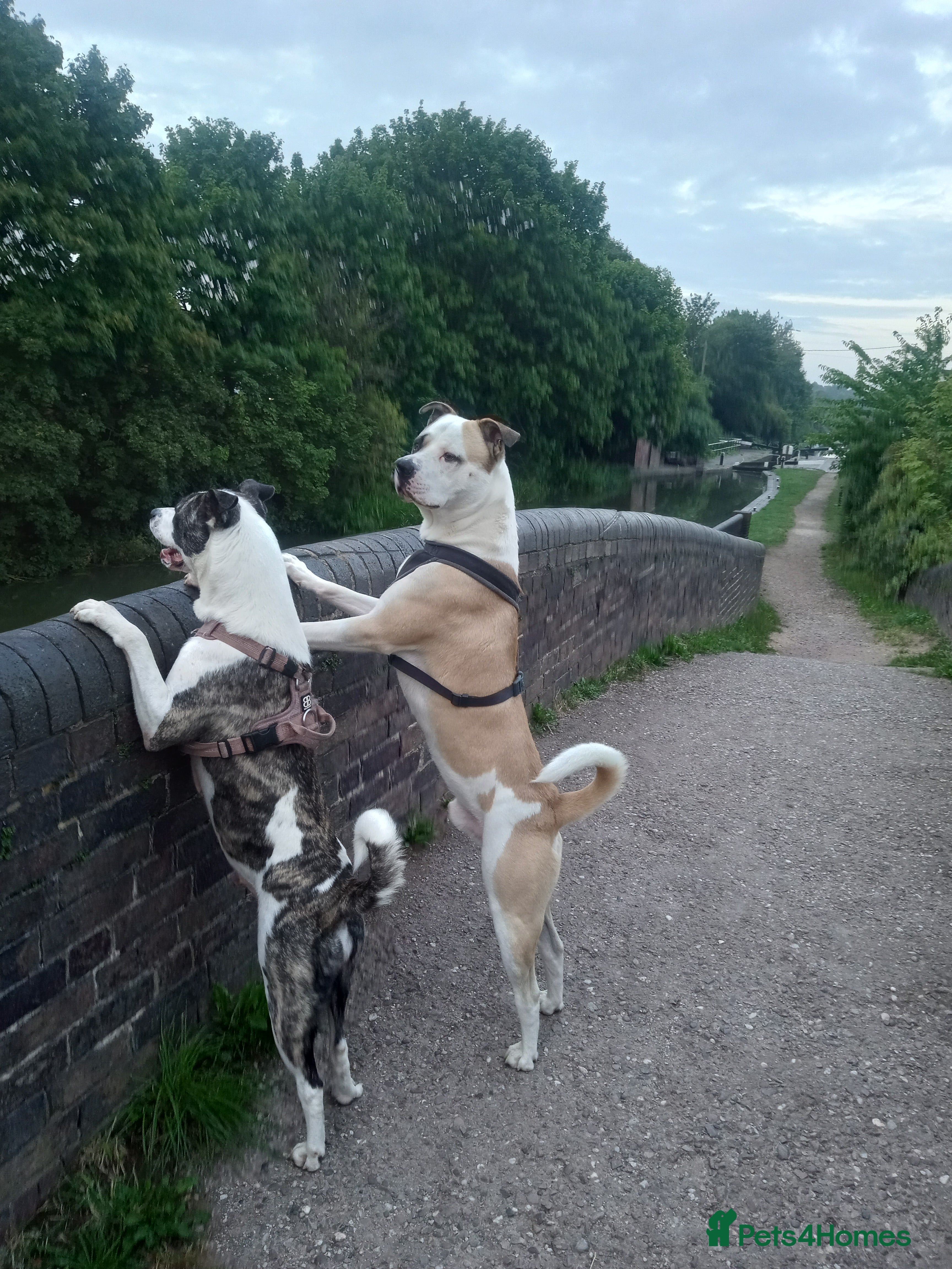 Mixed Breed dogs Akita x American staff puppies for sale  - Advert 14