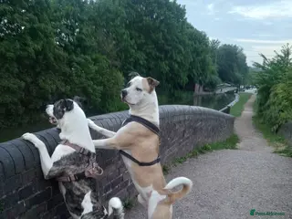 Mixed Breed dogs Akita x American staff puppies for sale - Advert 14