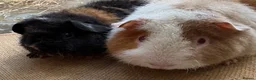 Guinea Pig rodents for sale: Stunning Teddy Boars - Advert 2