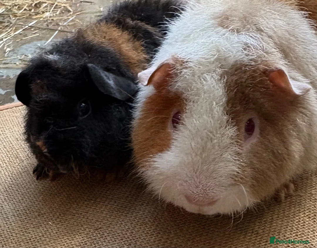 Guinea Pig rodents for sale: Stunning Teddy Boars - Advert 2