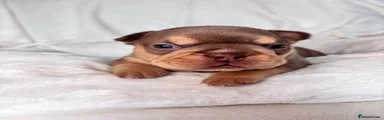 French Bulldog Puppy 6