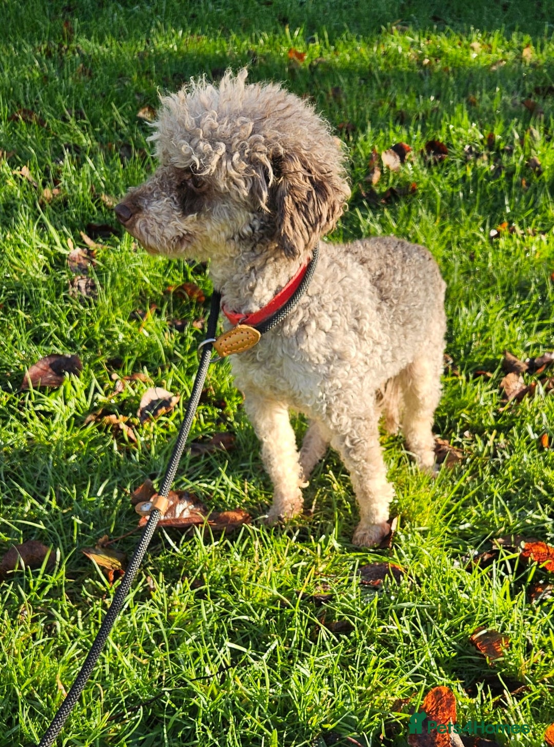 Toy Poodle dogs for sale: Toy Poodle chocolate Phantom - Advert 5