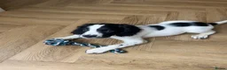 Sprocker dogs for sale: Beautiful Sprocker puppies  - Advert 8