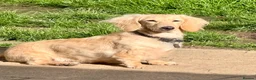 Miniature Dachshund dogs for sale: Beautiful long haired cream female health tested  - Advert 5