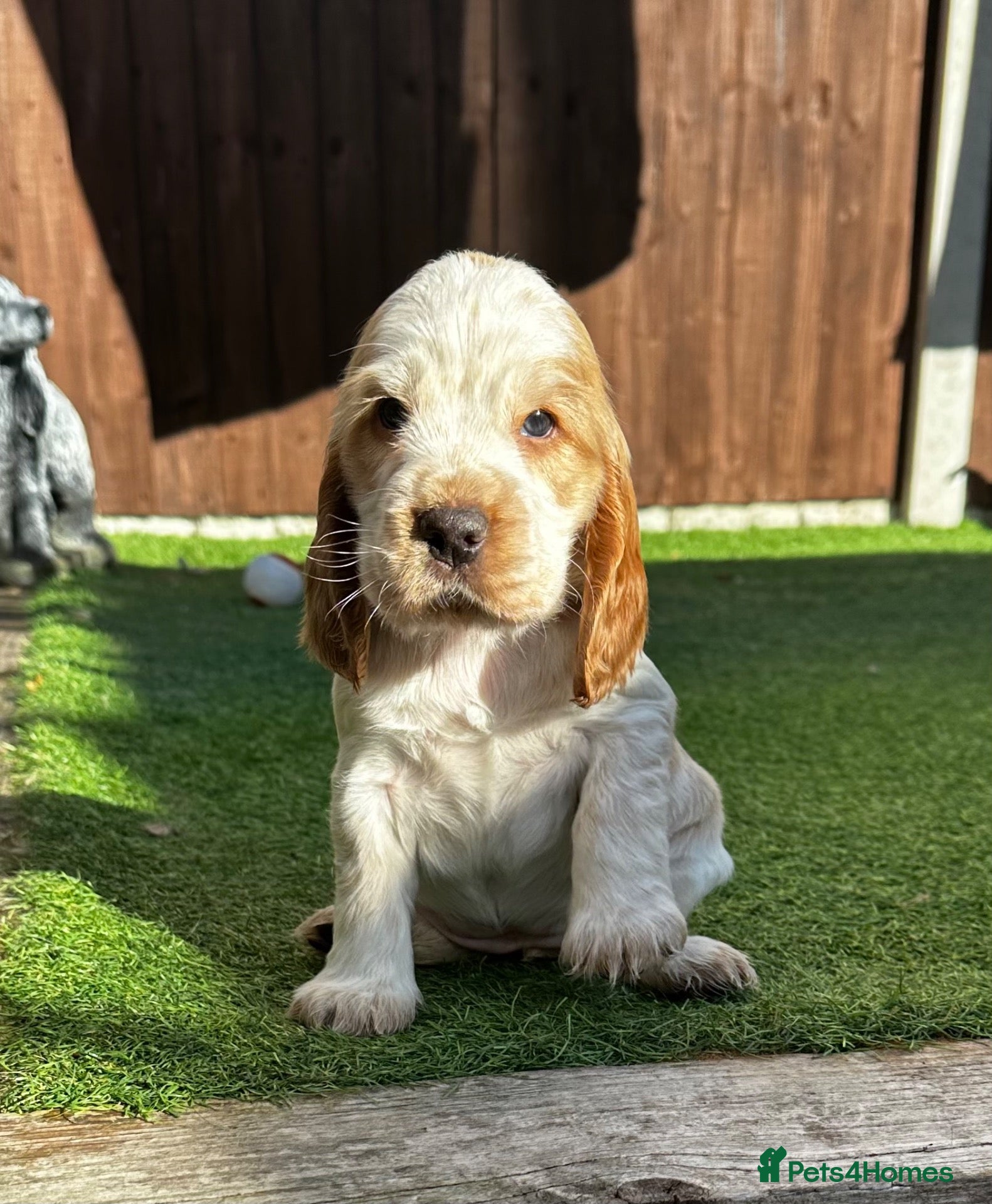 Cocker Spaniel dogs KC Show Type Cocker Spaniel. Last Remaining Girl - Advert 2
