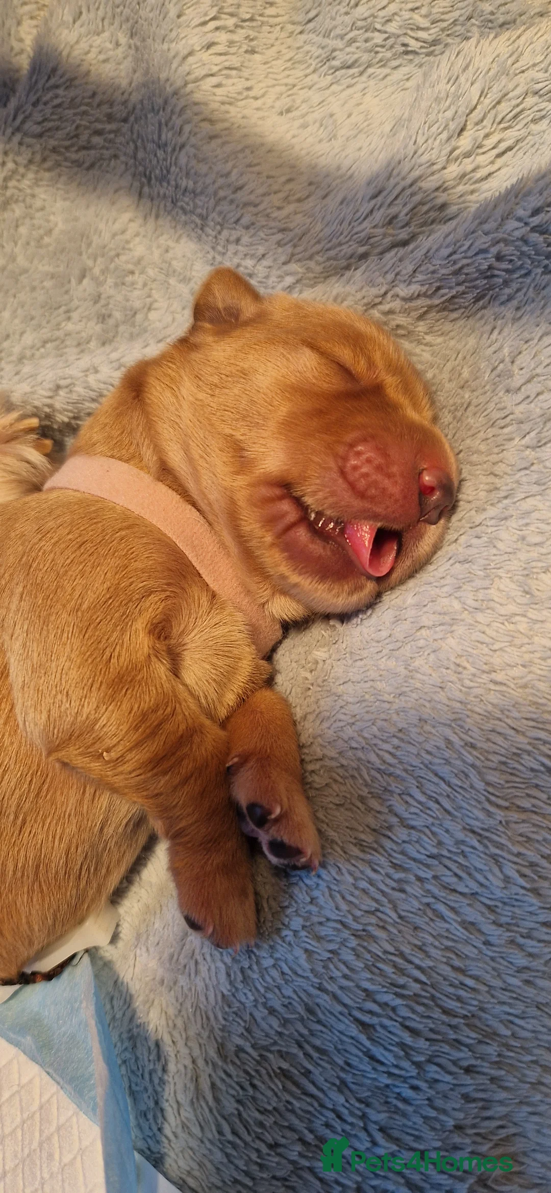 Golden Retriever dogs for sale: Golden Retriever puppies- 3 weeks old - Advert 33