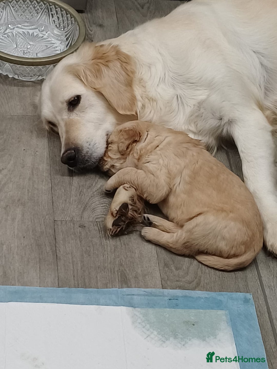 Golden Retriever dogs for sale: Golden retrievers  - Advert 7