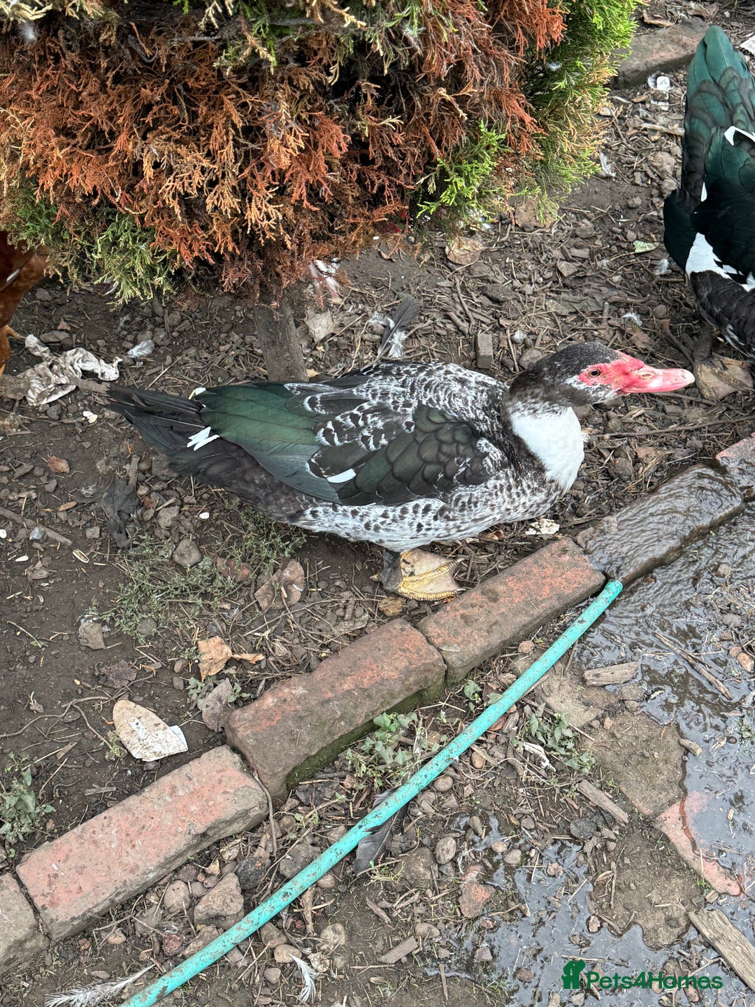 Ducks poultry for sale: Muscovy duck  - Image 5