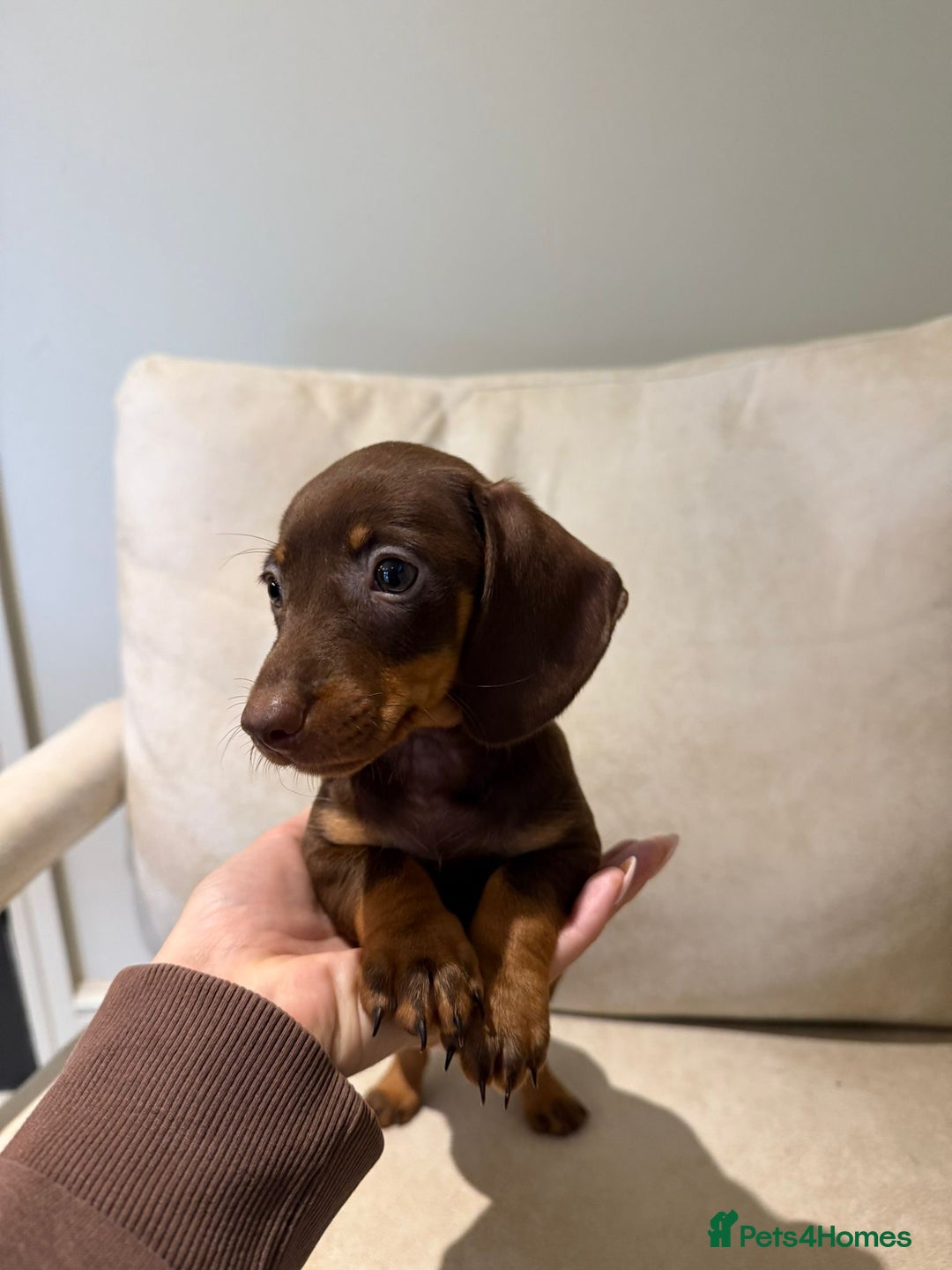 Miniature Dachshund dogs for sale: Beautiful choc and tan dachshund  - Image 5