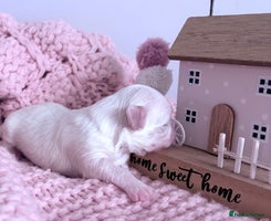 Maltese dogs - Advert 5