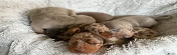 Miniature Dachshund dogs for sale: BEAUTIFUL DACHSHUND PUPPIES! - Advert 11
